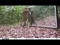 gabon jungle an elephants family refuses to share a big mirror with a leopard short version