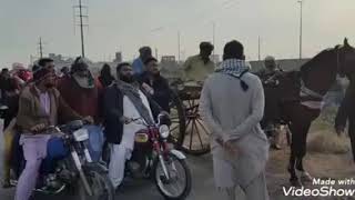 KARACHI CHAMPION NACHU HORSE UN BEATEN HORSE