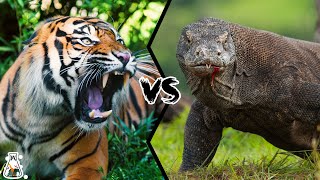 TIGER VS KOMODO DRAGON - Who Would Win a Fight?