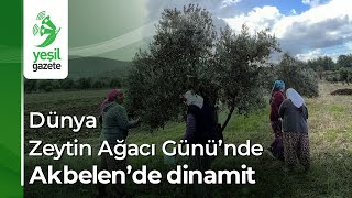 Akbelen'de köylü zeytin hasadında, şirket dinamit