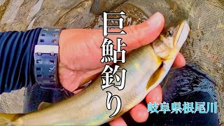 【鮎釣り】巨鮎を求めて！のされるが竿が仕事するの巻