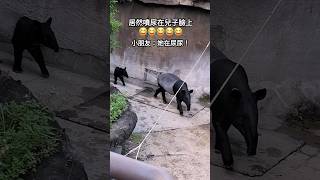 馬來貘貘莉居然噴尿在兒子莉姆路臉上 #cute #kawaii #funny #tapir #親子 #動物