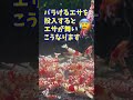 【シュリンプ】爆殖とは？【ヴィクトリア血統】【ファンシータイガー】