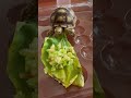 洗完澡 把身體擦乾 準備吃飯 蘇卡達 turtle pets cute animals