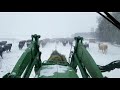 Winter Bale grazing in -28'C. Calling the cows to a new paddock.