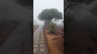 Kharif season salalah oman #salalah #oman #kharif #travel #salalah #forest #rainy #rainyforest #rain