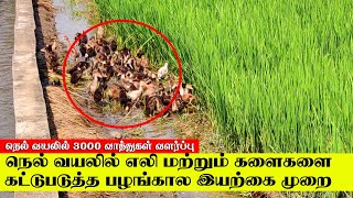 செலவில்லாமல் இயற்கை முறையில் நெல் வயல்களில் எலி, பூச்சி மற்றும் களைகள் கட்டுப்படுத்தும் விவசாயி