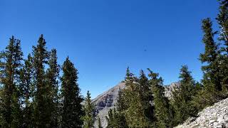 Massive Dragonfly Swarm - Dragonflies at Mount Charleston Nevada