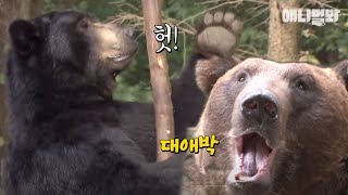 엄마랑 집에서 곰스쿨링하던 아기곰.. 사교육을 시켜봤더니ㅣMama Bear Who Homeschooled Her Cub Eventually...