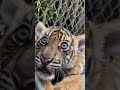 3 Months Old Beautiful Tiger Cub | Nouman Hassan |