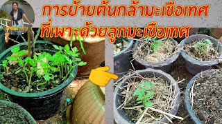 การย้ายกล้าต้นมะเขือเทศ​|ที่เพาะด้วยลูก|ปลูกผักในกระถาง