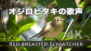 野鳥撮影・ オジロビタキが歌声を聞かせてくれました