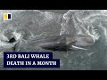 18-metre sperm whale dies on Bali beach despite rescue efforts