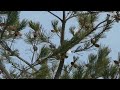 varied tits foraging on pine tree ヤマガラが松ぼっくりを採食