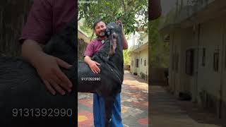 ഇത്രെയും വലിയ ആടിനെ കണ്ടിട്ടുണ്ടോ #short