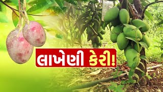 Rajkot: વિશ્વની મોંઘામાં મોંઘી કેરી ગુજરાતમાં, 1 કિલો કેરીના રૂ.2.70 લાખ!