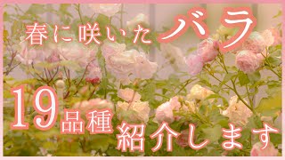 【バラの紹介】バラの一番花が終了したので、我が家の薔薇19種類紹介します【概要欄もご覧ください】