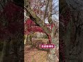 2024 12 13 京都南禪寺紅葉🍁琵琶湖引水道 京都 紅葉 南禪寺 kyoto nanzenji 紅葉 もみじ