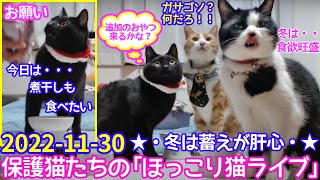 2022ｰ11−30 保護猫たちの「ほっこり猫ライブ」ハッチ＆マック＋黒猫めめ Cat live Stream in Japan -Cat Life TV