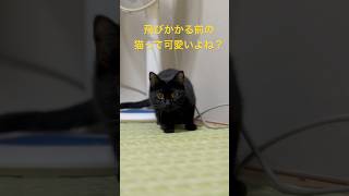 フリフリダンス#shorts #保護猫