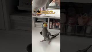 Thank you for vocalizing your concern, Yums #bird #parrot #cockatiel