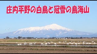 庄内平野の白鳥と冠雪の鳥海山