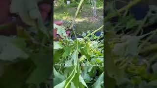 Why you should grow Mexican sunflower 🌻