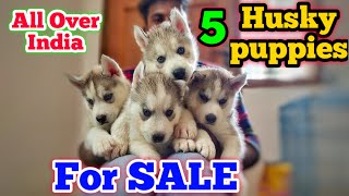 Husky Puppies For SALE | Champion Lineage | All Over India | Best Quality | Namma MKG