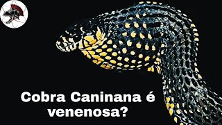 Cobra Caninana é venenosa? a Cobra do bem | Biólogo Henrique o Biólogo das Cobras