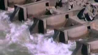 Salmon Navigating Fish Ladder