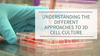 Understanding the different approaches to 3D cell culture | REPROCELL (Alvetex)