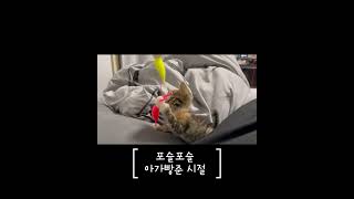 포슬포슬이 시절 아가빵준이 #cat #길고양이집사 #고양이 #길냥이간택 #스트릿출신 #cute #kitten #고양이일상