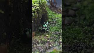 迷彩箭毒蛙Black and green poison dart frog/Taipei Zoo