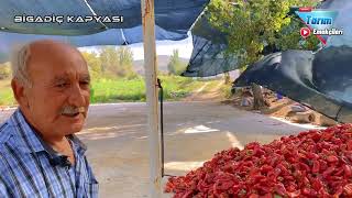 Bigadiç Kapyası, Diğerleri Kopyası… #bigadiç #biber Daily life of a Turkish farmer