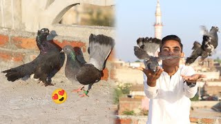 Black Lucky kabootar Ka Pair ban gaya | My First Vlogs