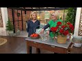 richard jackson blossom booster plant food choice of 2 or 4 lbs. on qvc