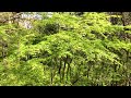 「白野江植物園　春　part２」４Ｋ　2023.4.3撮影　