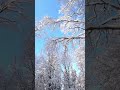 relaxing winter charm relaxing music u0026 calming 4k nature sleep relaxation relaxing sceneries