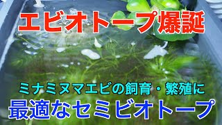 増えすぎたミナミヌマエビをエビオトープで飼育する！そしてさらなる繁殖へ