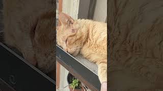 respect video 428 #video #cats #shorts