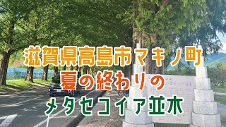 夏の終わりのメタセコイア並木「新・日本街路樹百景」