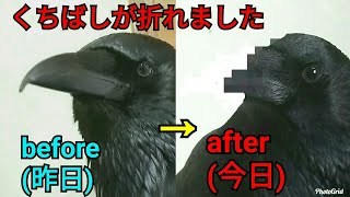 【嘴折】カラスのくちばしが折れました💧 一部閲覧注意 喋る猫😸 20190128、カラス＆猫