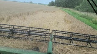 Scraping Up Downed Wheat - #452