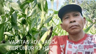 Jagung Varietas ADV JAGO ber umur 92 HST .# Mulyanto SPP-SPMA #petani tangguh.