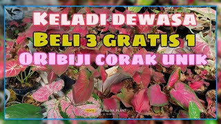 Promo paket keladi ORI biji 3pot gratis 1 || @raplant +6282111106381