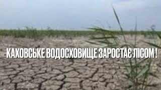 Каховське водосховище заростає лісом ! Україна, війна росії проти України, каховська дамба, екологія