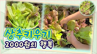 Growing garden lettuce / How to eat garden lettuce faster than others