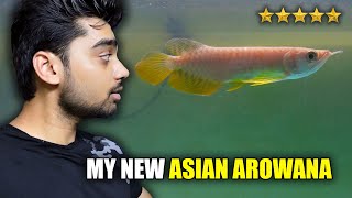 My AROWANA is FINALLY here for Monster Tank!! | Unboxing My New ASIAN AROWANA