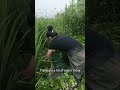 Smart Farmer Farming Vegetable With This Technique #satisfying #short