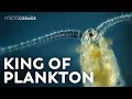 Copepods: The Diatom-Devouring King of Plankton